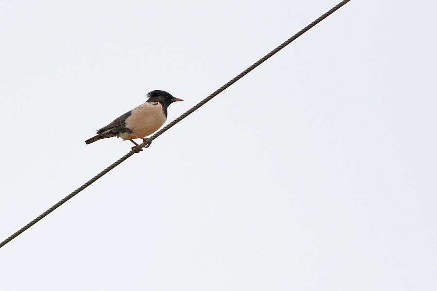Rosy Starling