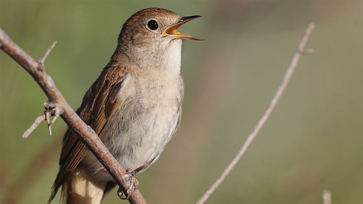 Common Nightingale