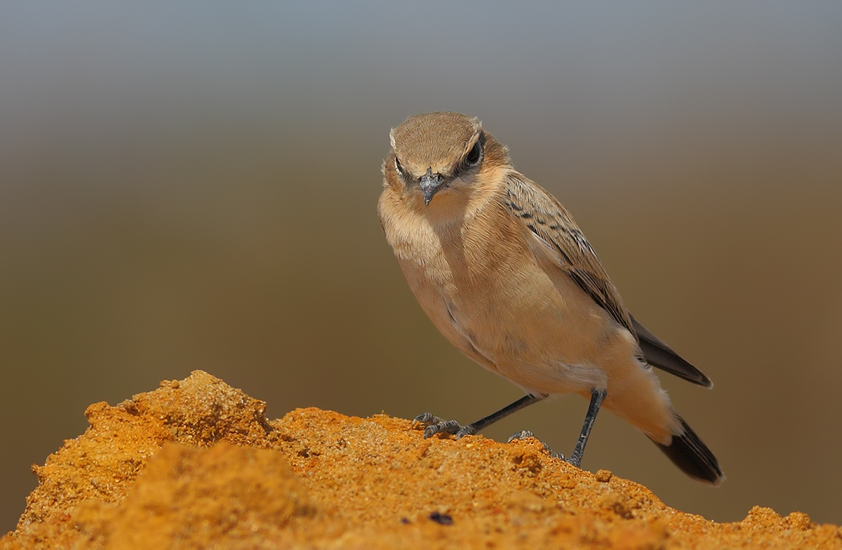 Northern Wheatear