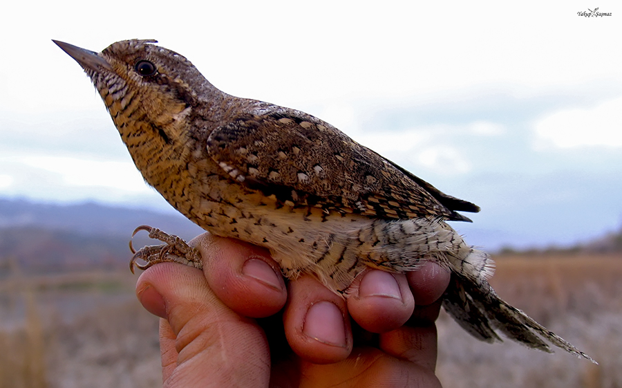 Eurasian Wryneck