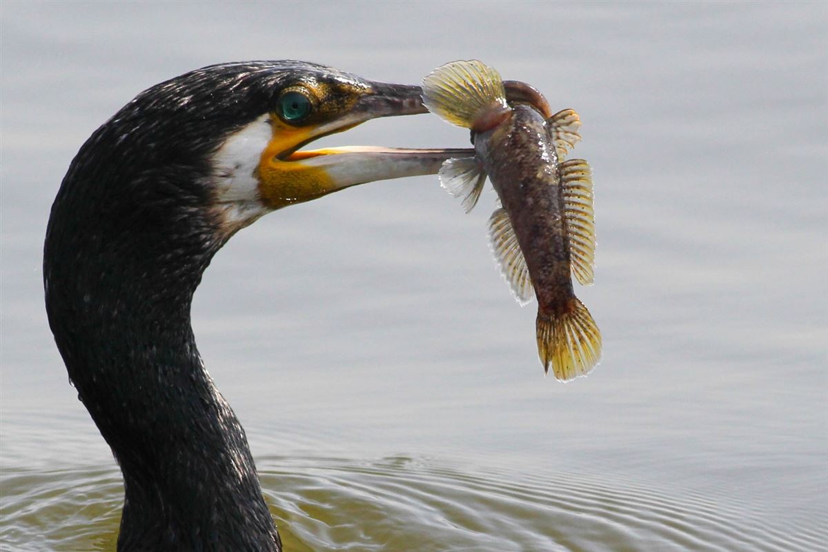 Great Cormorant