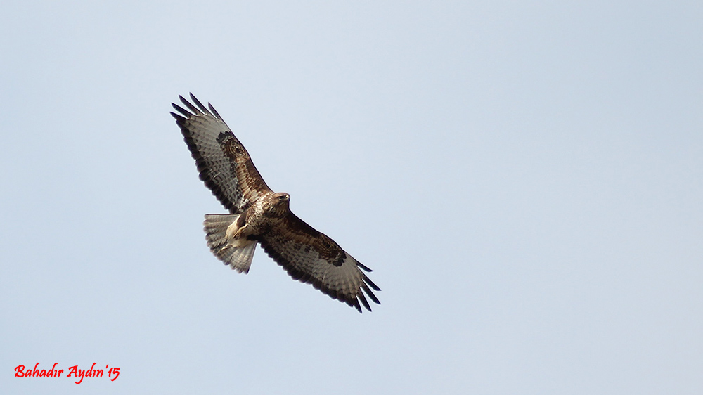 Common Buzzard