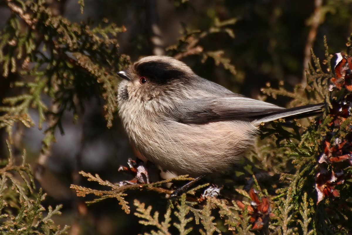 Long-tailed Tit