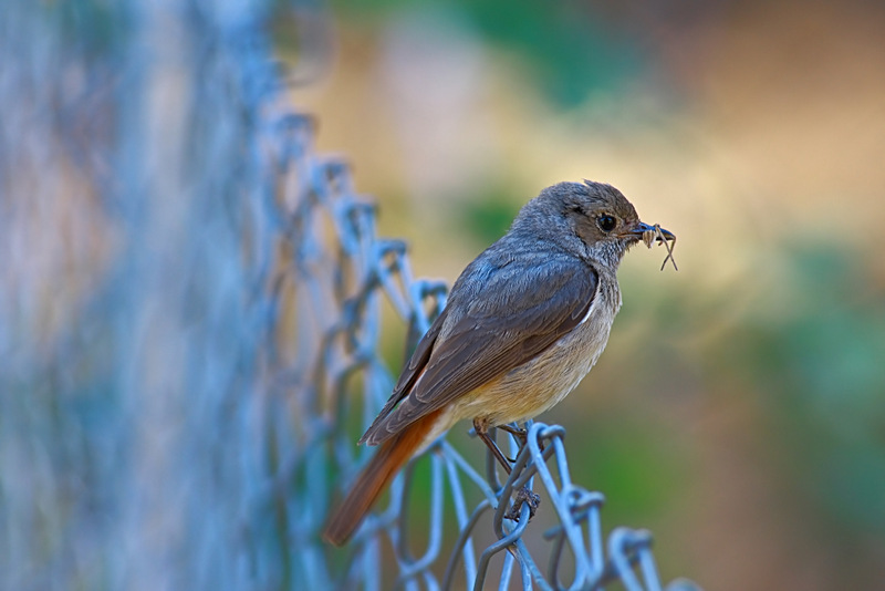 Common Redstart