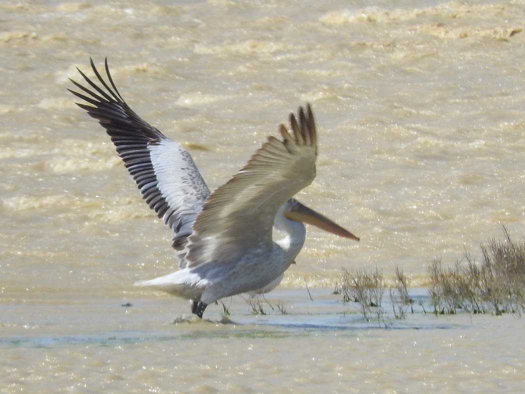 Dalmatian Pelican