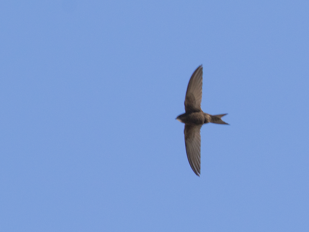 Pallid Swift