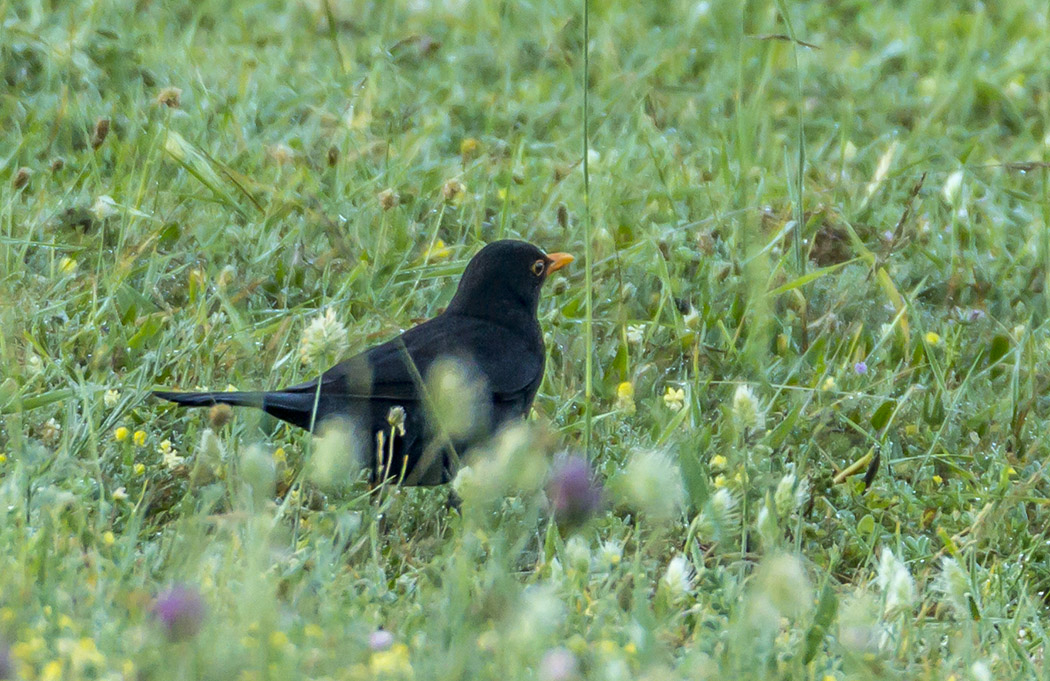 Common Blackbird