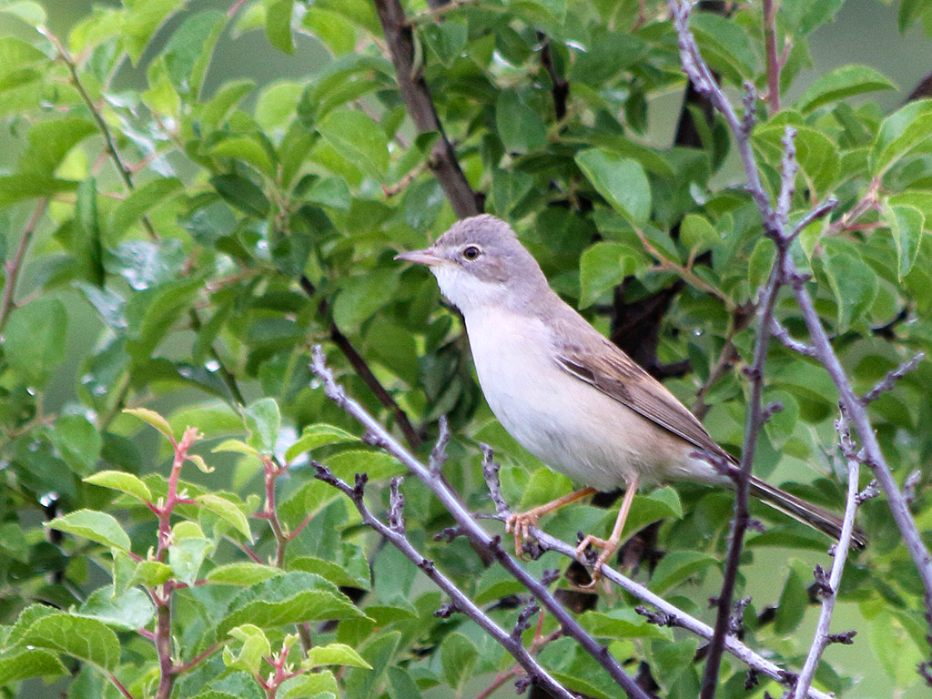 Common Whitethroat