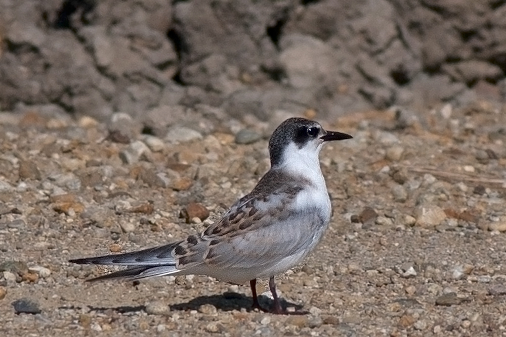 Whiskered Tern