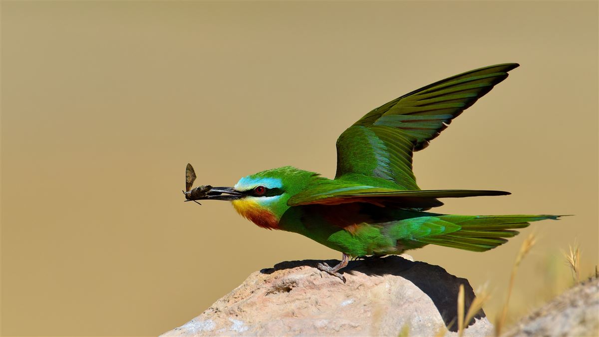 Blue-cheeked Bee-eater