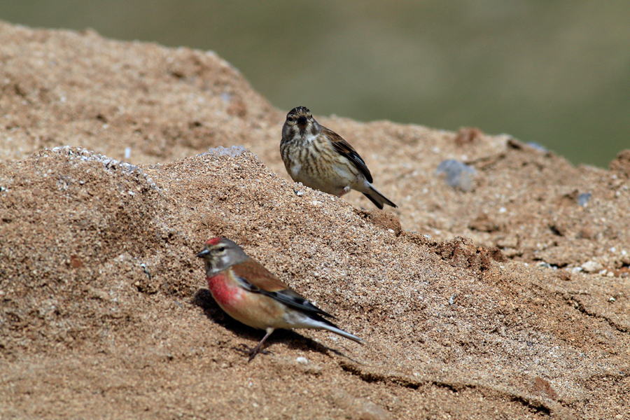 Common Linnet