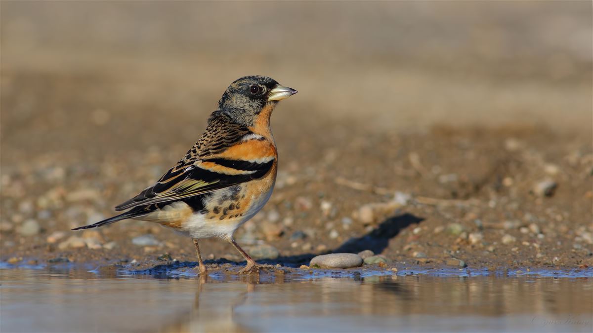 Brambling