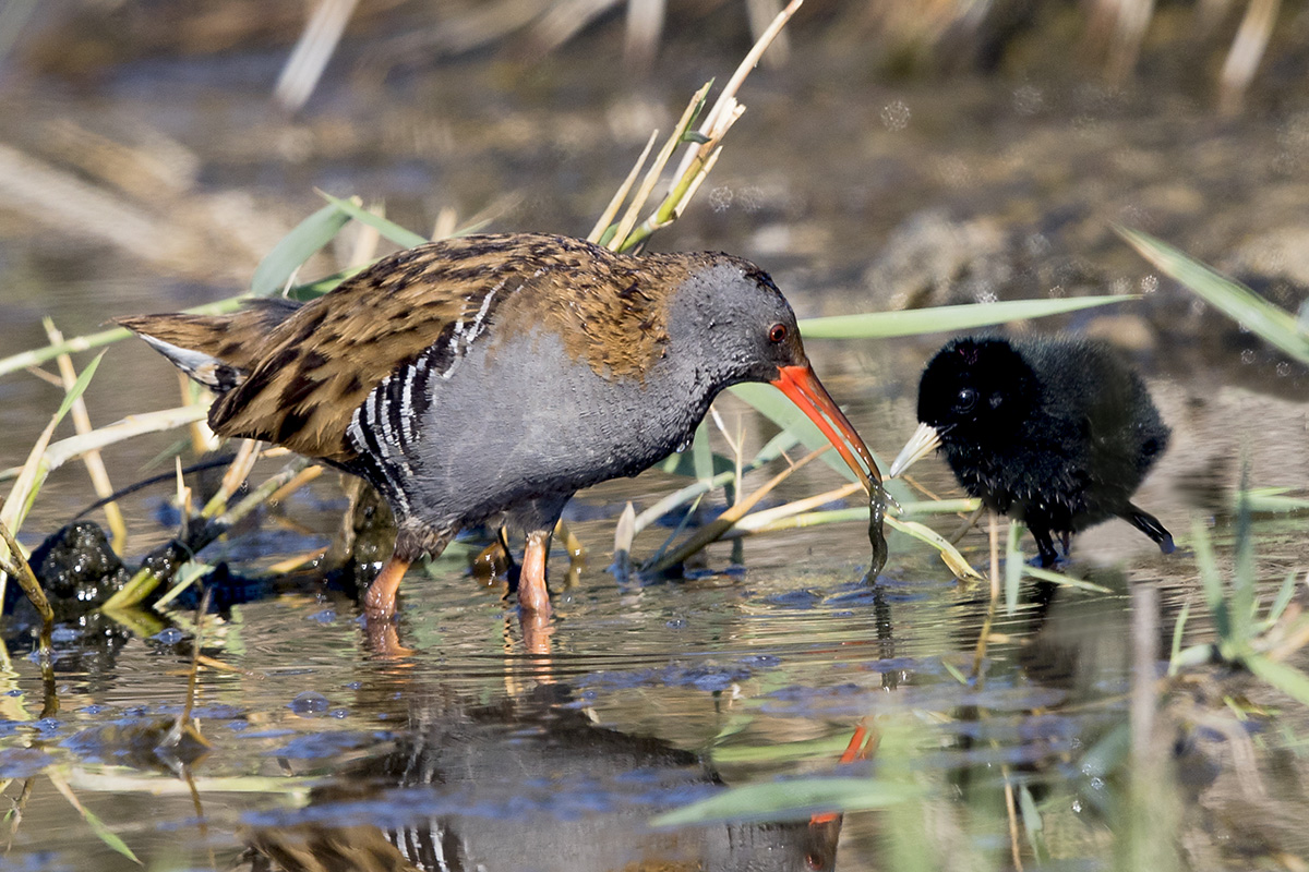 Water Rail