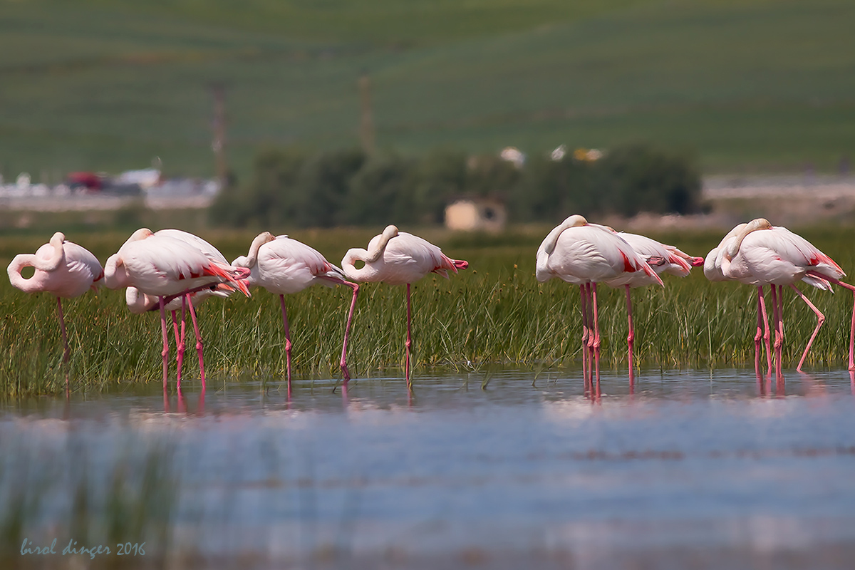 Greater Flamingo