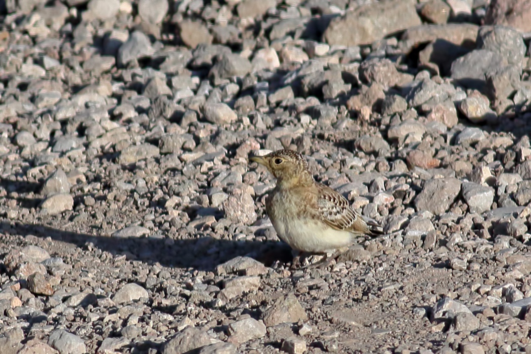 Horned Lark