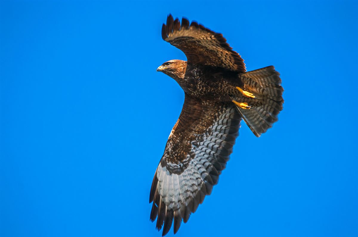 Common Buzzard