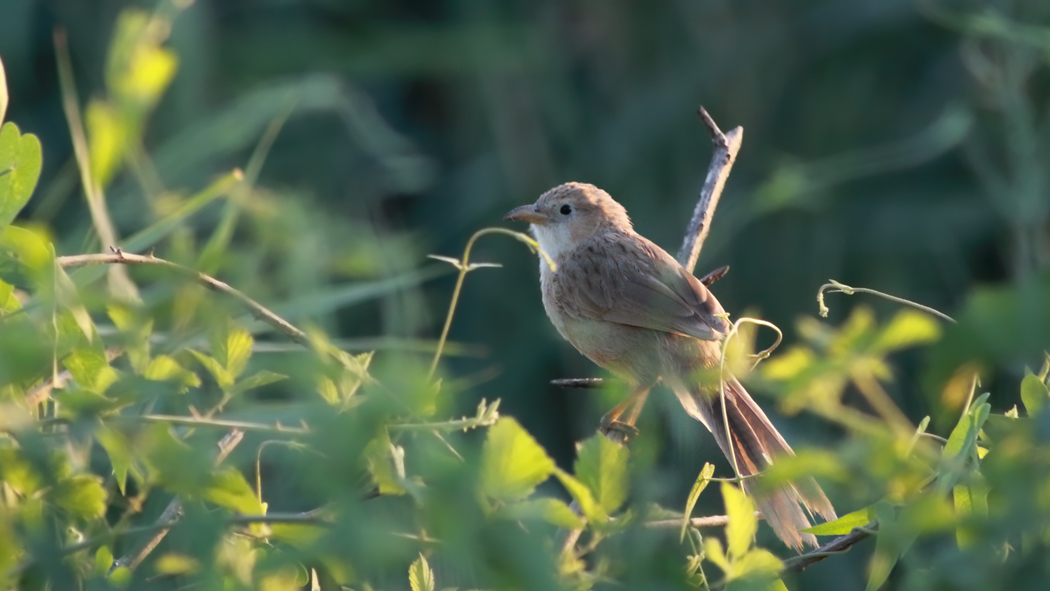 Iraq Babbler