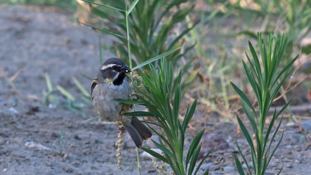 Dead Sea Sparrow
