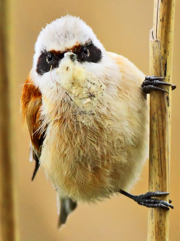 Eurasian Penduline Tit
