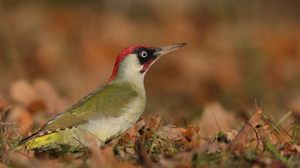Yeşil Ağaçkakan