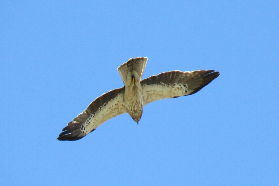 Küçük Kartal
