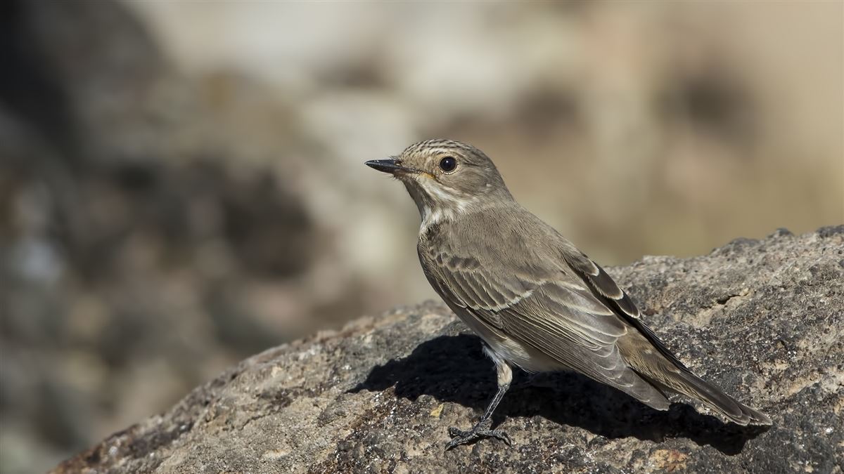 Spotted Flycatcher