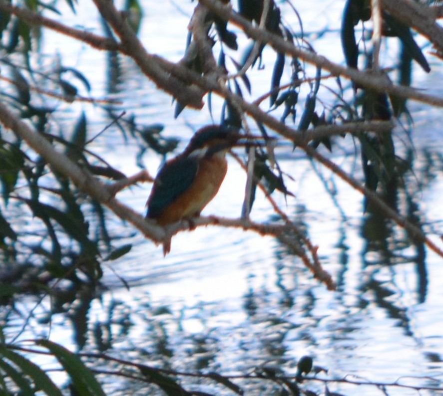 Common Kingfisher