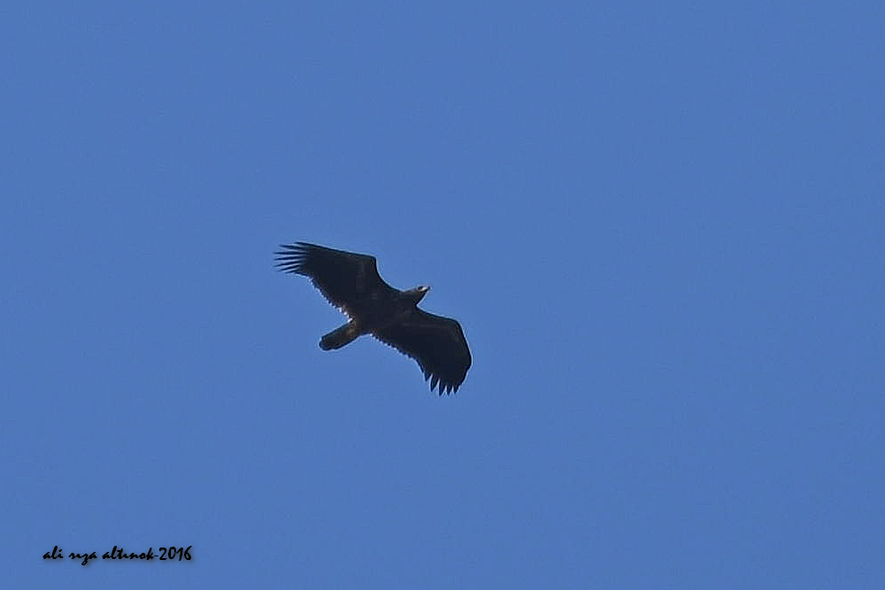 White-tailed Eagle