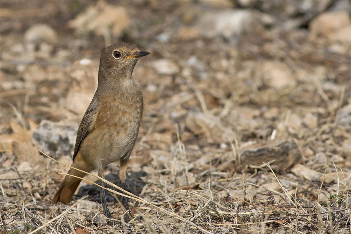 Common Redstart