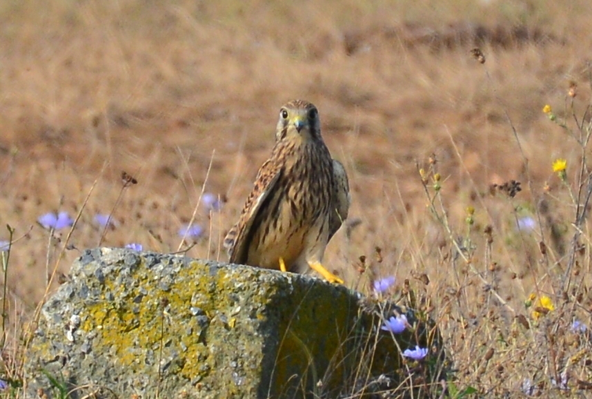 Common Kestrel