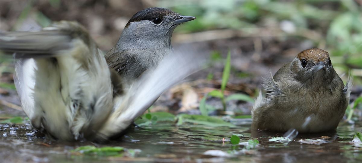 Eurasian Blackcap