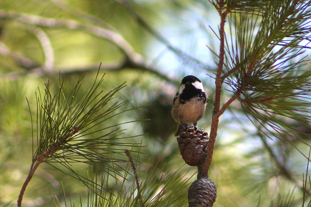 Coal Tit