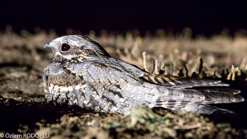 European Nightjar