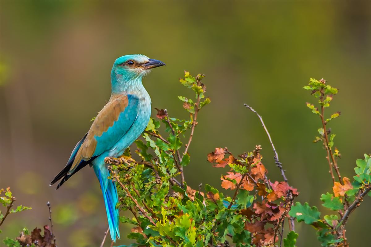 European Roller