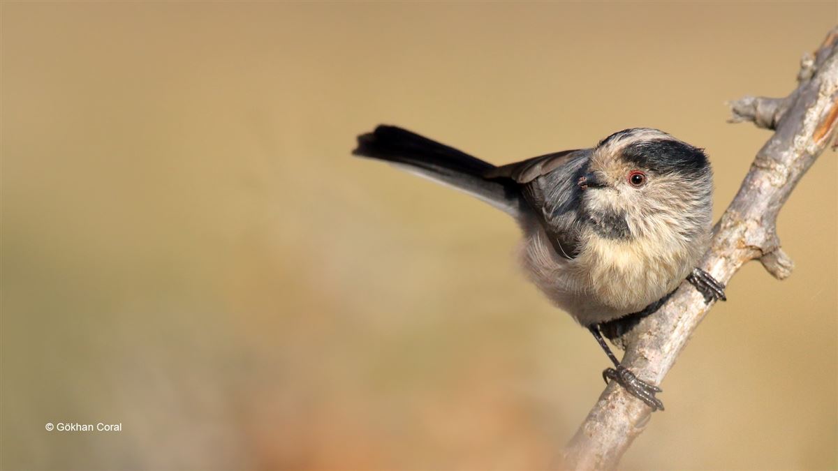 Long-tailed Tit