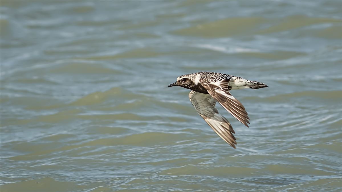 Grey Plover