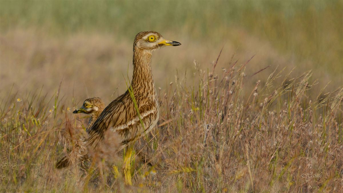 Eurasian Stone-curlew