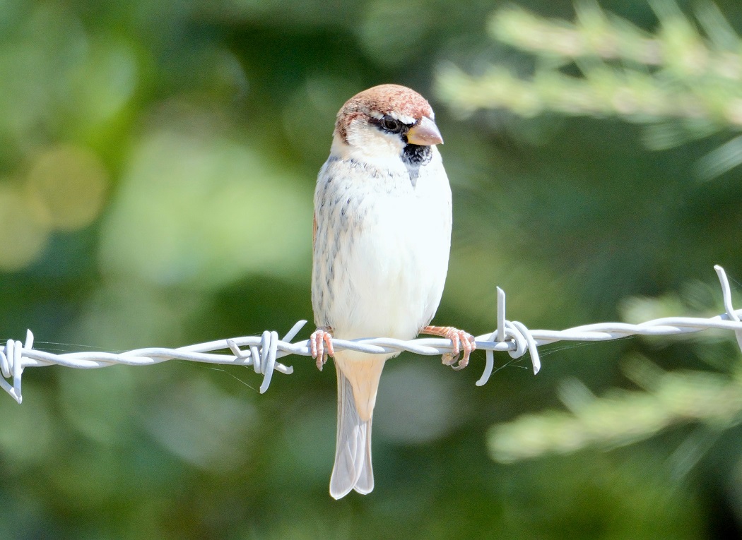 Spanish Sparrow