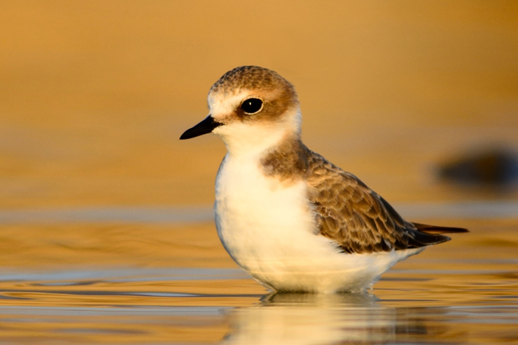 Kentish Plover