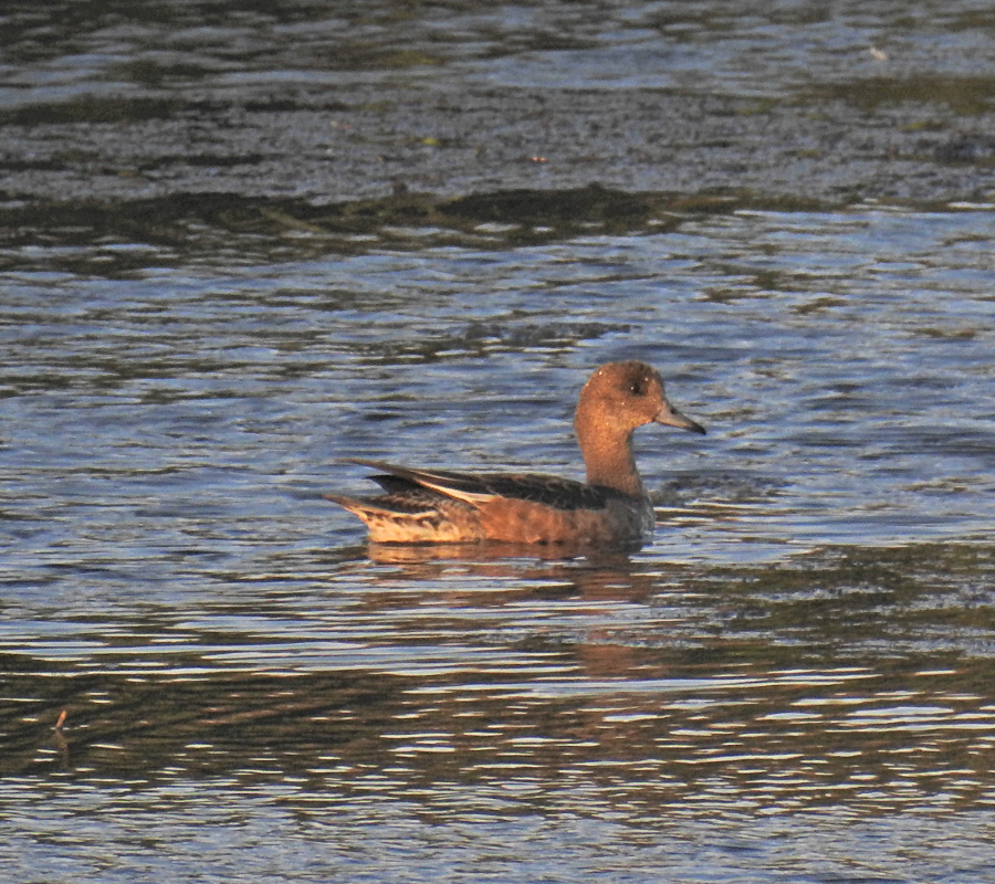 Eurasian Wigeon