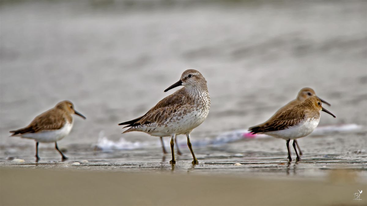 Red Knot