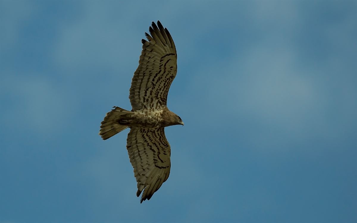 Short-toed Snake Eagle