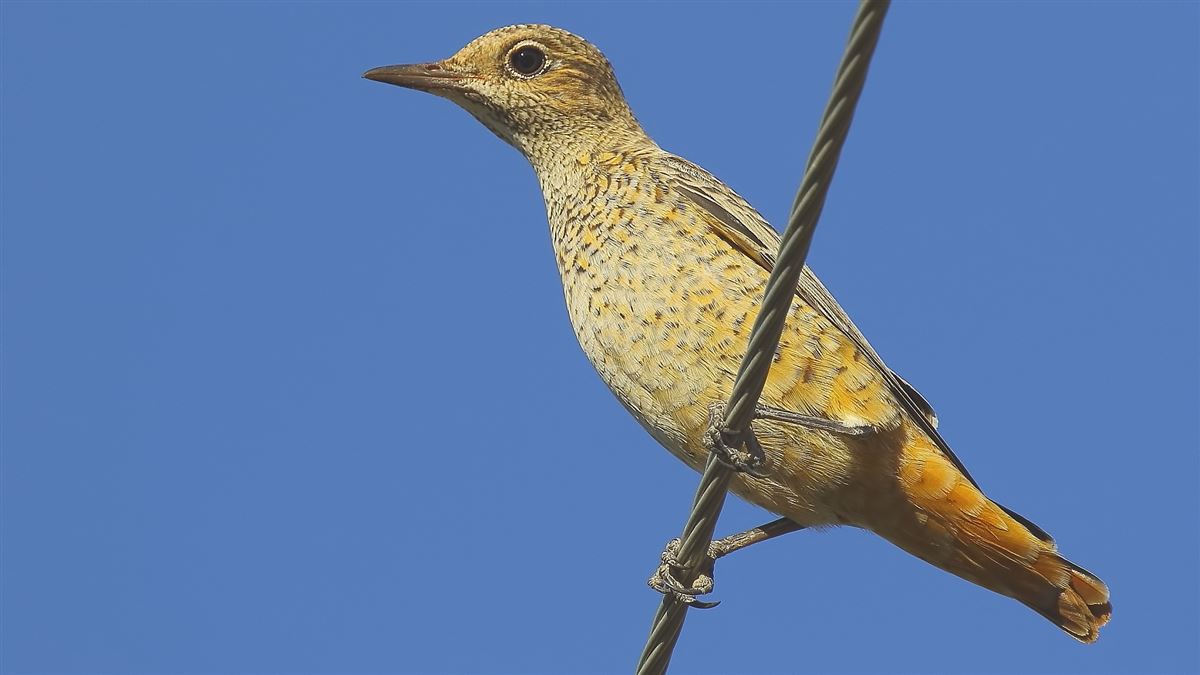 Common Rock Thrush