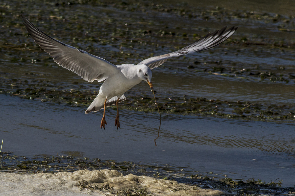 Black-headed Gull
