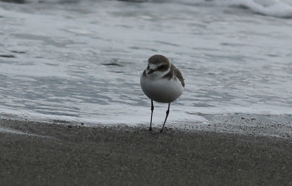 Kentish Plover