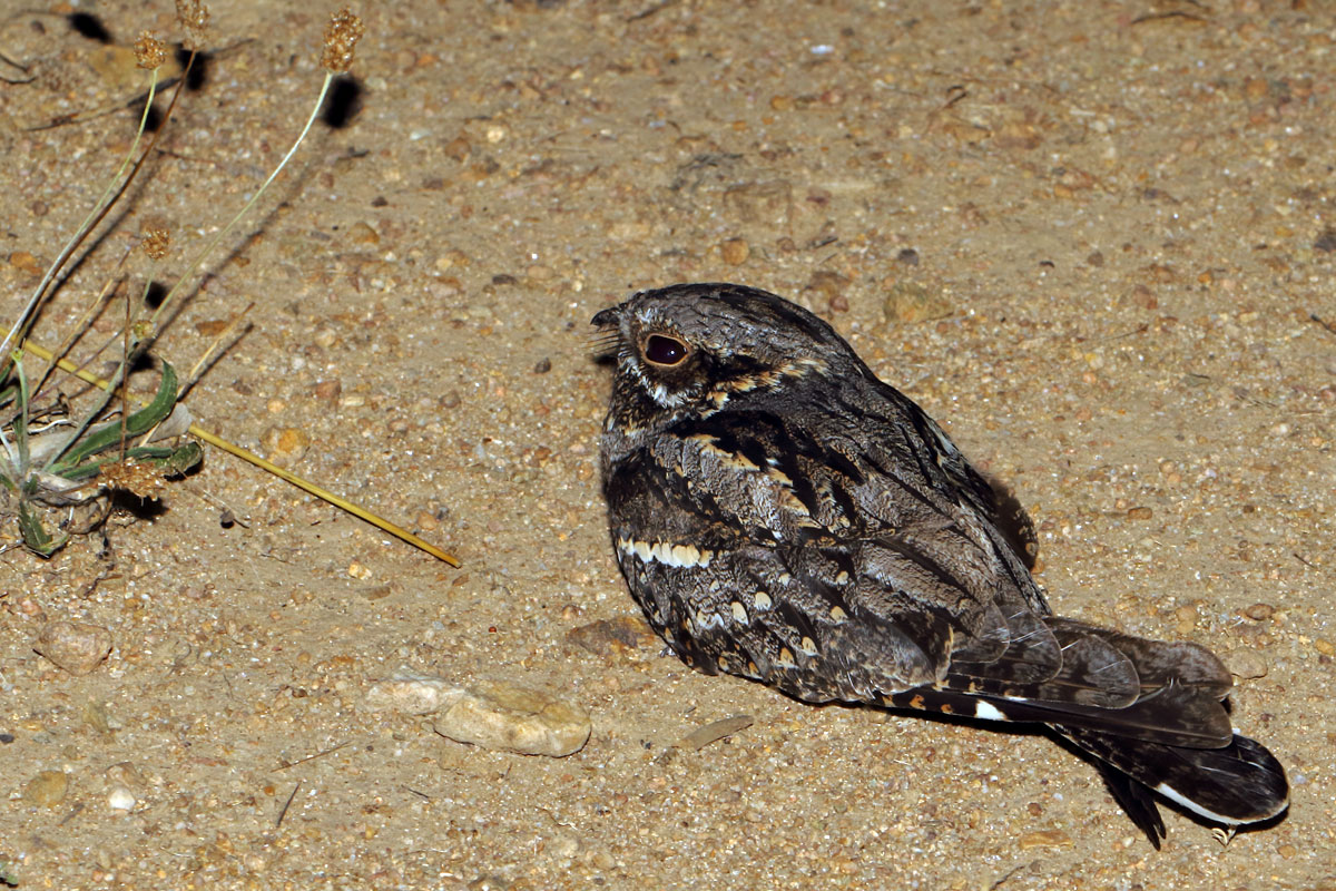 European Nightjar