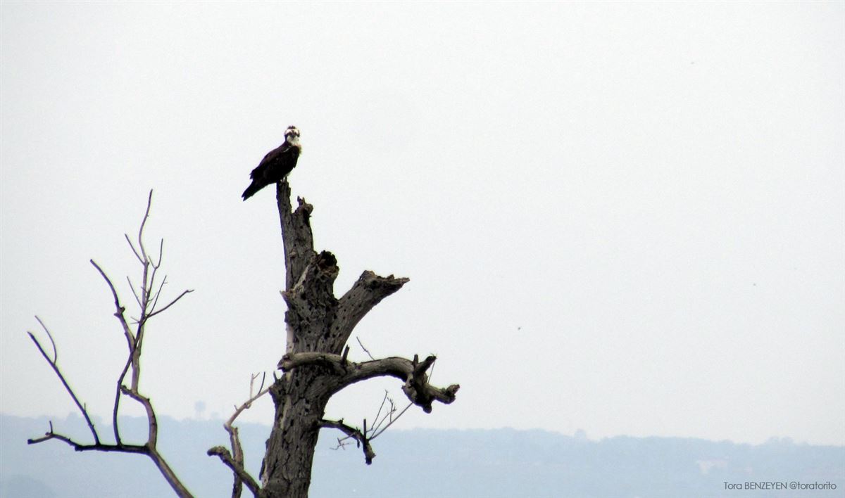 Osprey