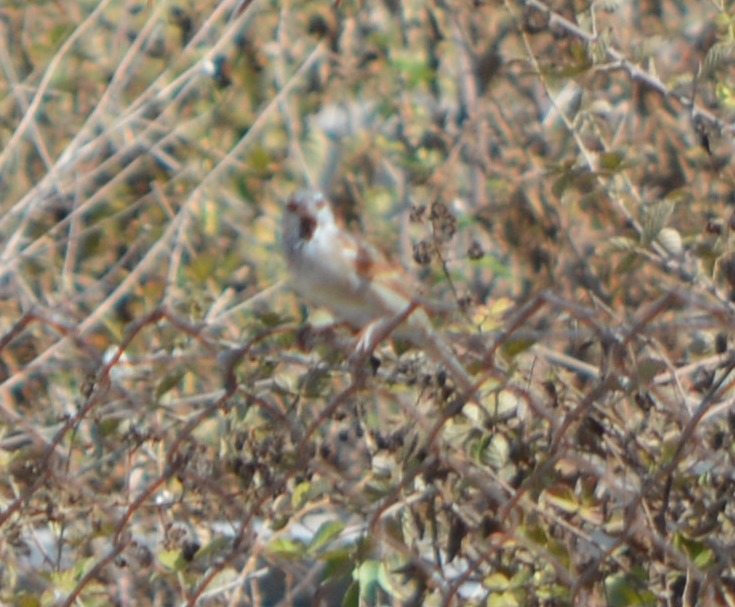 Dead Sea Sparrow
