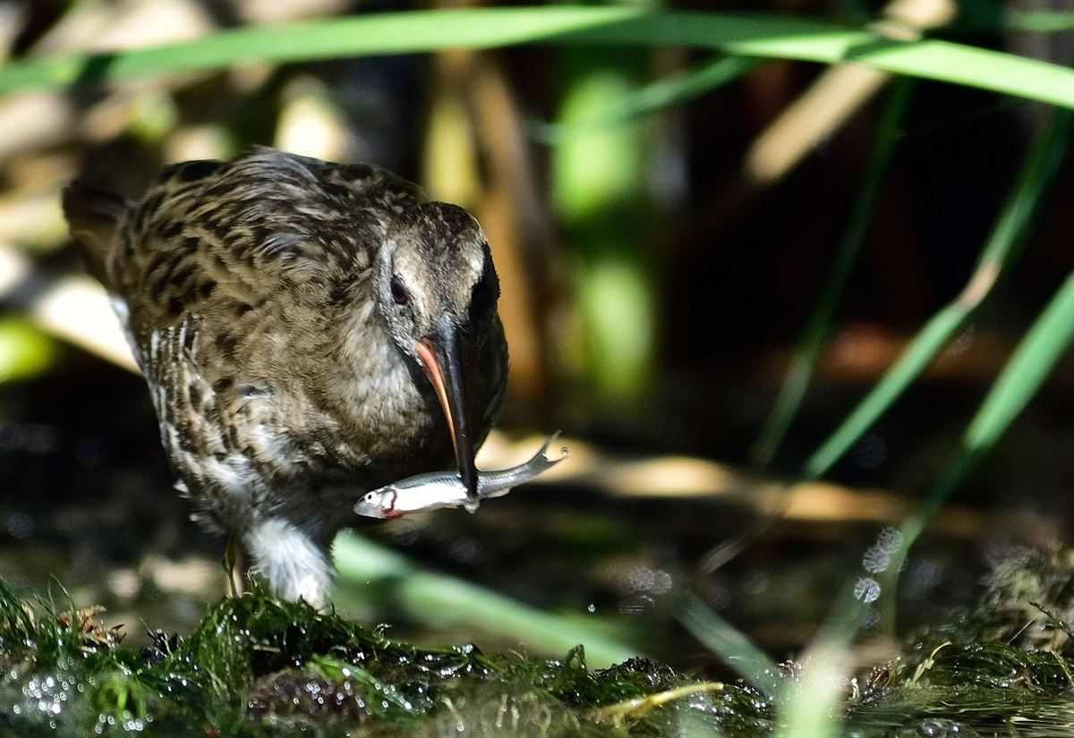 Water Rail
