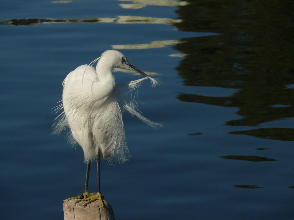 Little Egret